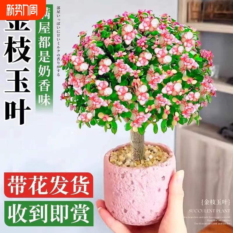 金枝玉叶盆栽造型多肉雅乐之舞老桩室内小盆景植物好养客厅办公室