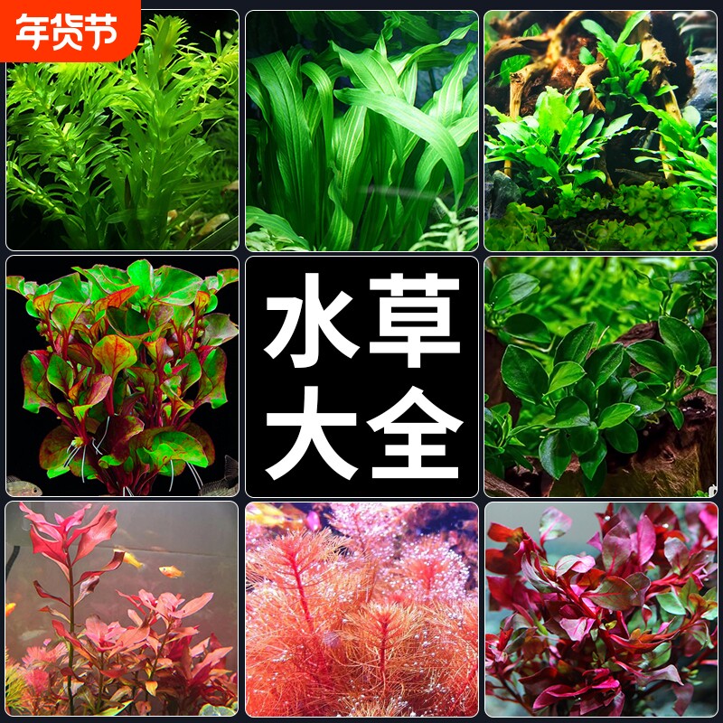 水草植物鱼缸造景真草水榕绿植阴性蜈蚣草鱼草水草水质沉底沉木