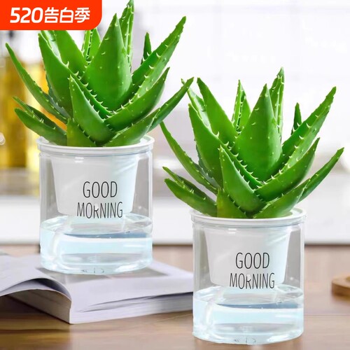 芦荟盆栽净化空气|超3000次加购