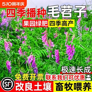 光叶紫花苕种子牧草果园绿肥种籽箭舌豌豆高产耐寒耐旱毛苕子草籽