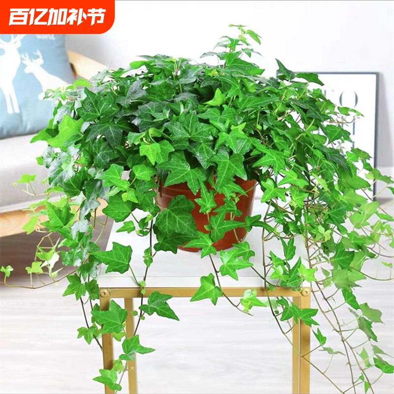 四季常春藤绿植盆栽水培植物室内净化空气吸甲醛吊兰爬藤好养花卉