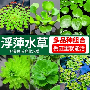浮萍水草植物一叶莲水芙蓉水葫芦鱼缸造景水培漂浮睡莲净水真水草