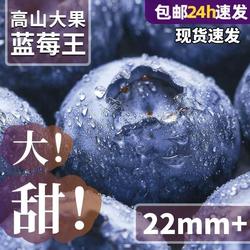 云南蓝莓新鲜水果特大当季高山L25花香孕妇怡颗超大包邮大果精选