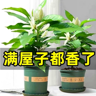 浓香白兰花玉兰花树苗盆栽带花苞室内外好养绿植物黄角兰四季开花
