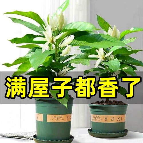 基地直销 新品特惠