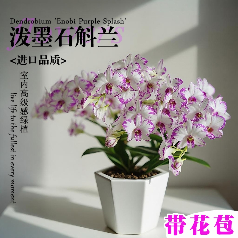 名贵白泼墨带花苞秋石斛兰花苗室内高级感绿植盆栽好养可水培花卉