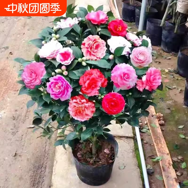 浓香茶花室内好养春夏香妃图片