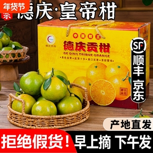 正宗德庆皇帝柑新鲜现摘贡柑当季水果砂糖柑桔子整箱礼盒装橘子