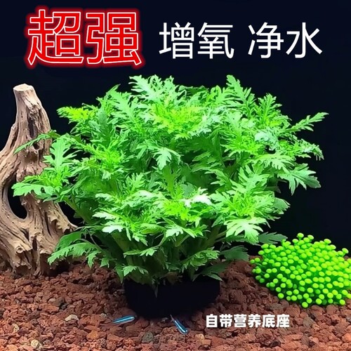 水罗兰坨草活体水草免栽种后景草