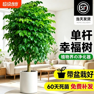 单杆幸福树盆栽室内客厅大型绿植净化空气绿宝除甲醛植物大气耐阴