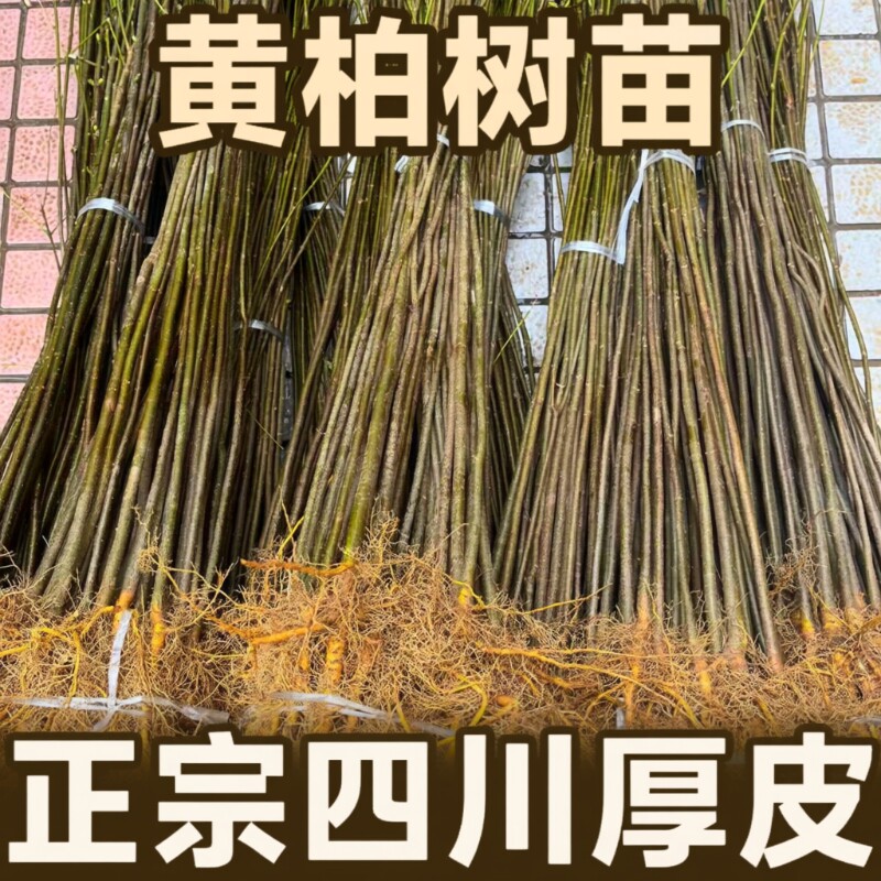 四川发货大叶厚皮黄柏树苗川黄柏基地批发包邮小苗