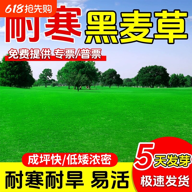 黑麦草草籽蓝标多年生庭院别墅工程绿化耐寒耐旱免修剪草坪草种子