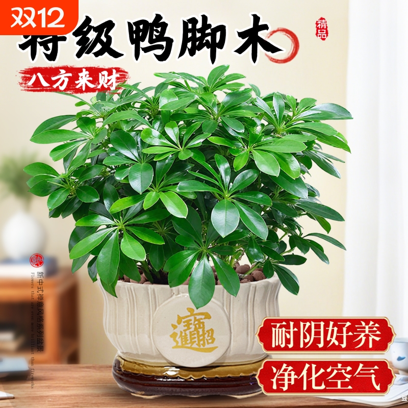 鸭脚木盆栽八方来财新中式绿