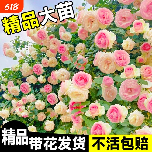 蔷薇花苗爬藤四季藤本月季花粉龙沙宝石开花大花浓香耐寒植物玫瑰