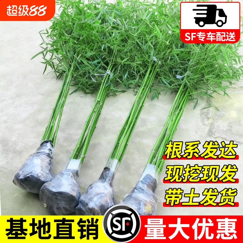 竹子苗四季青竹名贵紫竹罗汉竹金镶玉竹室外庭院盆栽耐寒全国可种