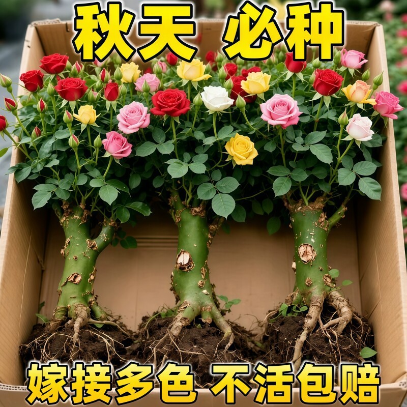 玫瑰花苗老桩盆栽花卉多季节开花绿植物月季老根阳台适合四季庭院