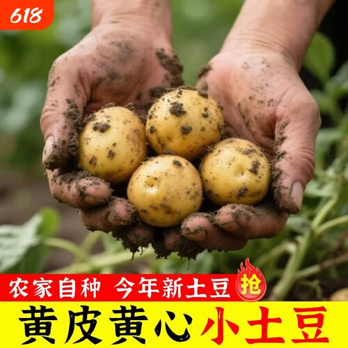 新鲜恩施富硒黄心小土豆