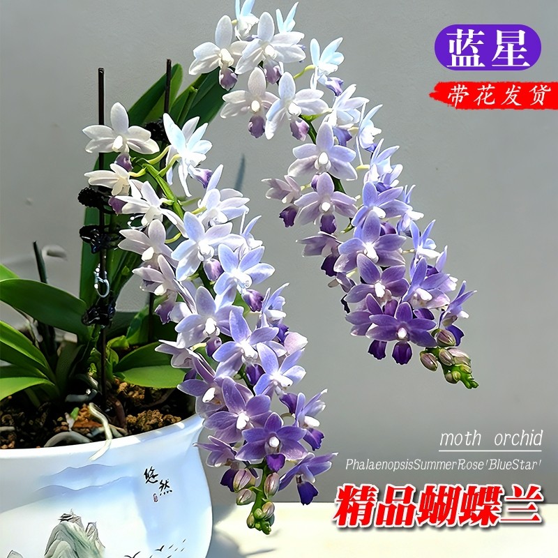 精品蓝星蝴蝶兰花苗带花苞室内绿植物小盆栽年宵花卉四季好养耐阴