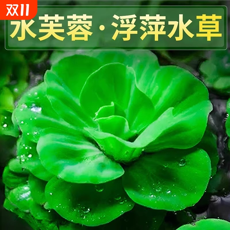 水芙蓉浮性水草鱼生态古法缸真水草室内外净化水质养龟缸增氧花卉
