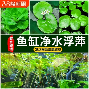 大美浮萍水草植物鱼缸造景冒泡水培一叶莲水芙蓉睡莲净水漂浮水草