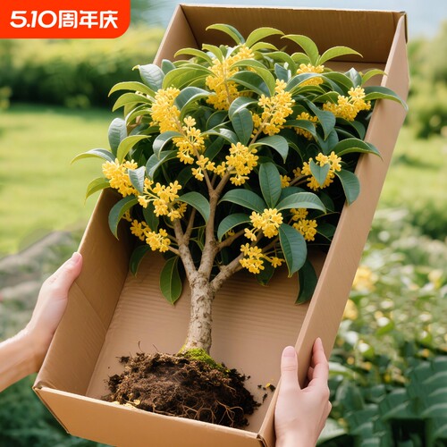 桂花树苗盆栽室内阳台花卉植物四季桂小苗耐寒开花流苏庭院带花苞