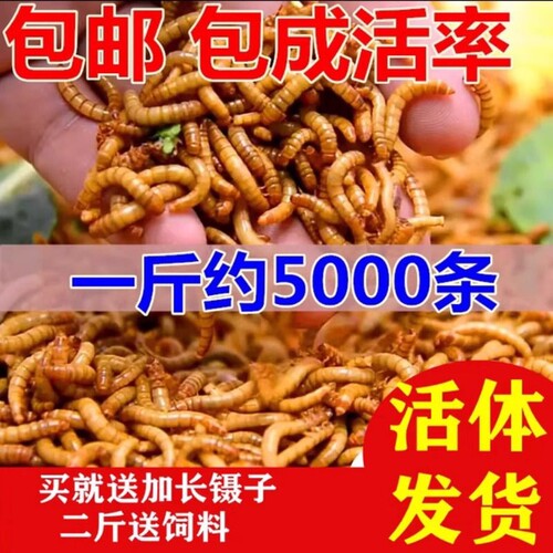 面面包虫活体黄粉鹦鹉