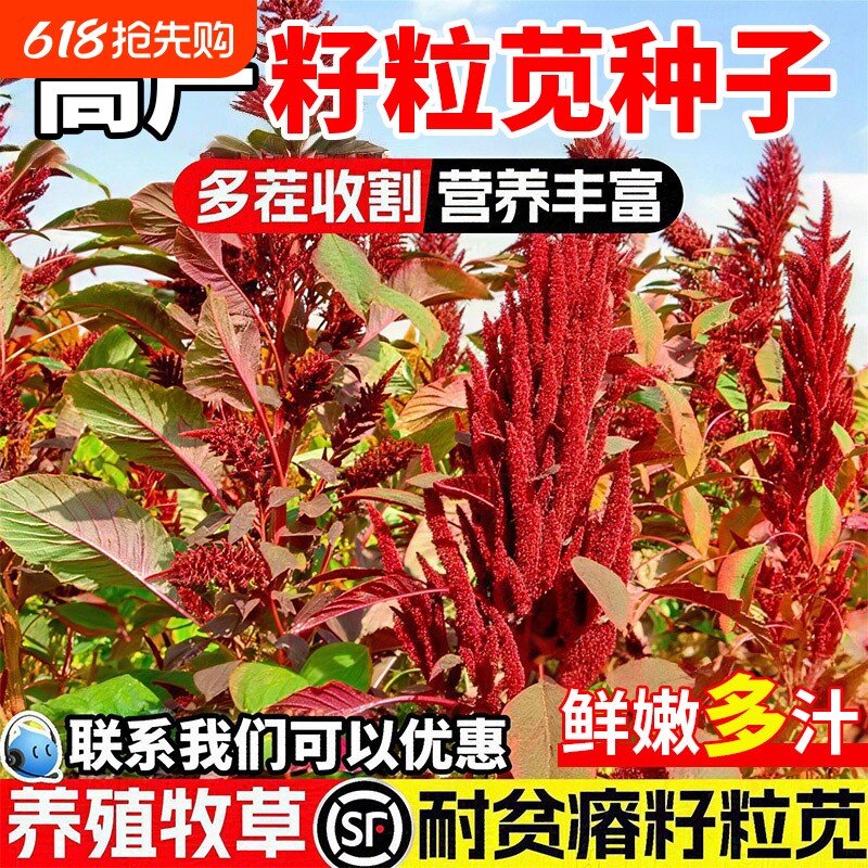 籽粒苋种子美国进口优质高蛋白牧草千穗谷鸡鸭鹅家禽喜食四季高产