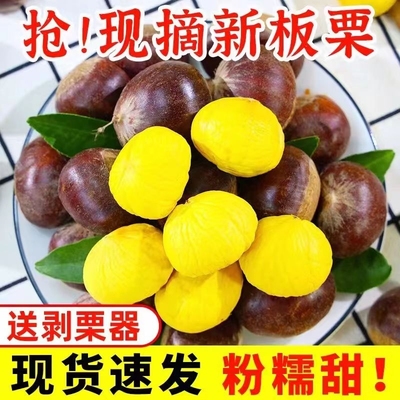 【香甜】2025新鲜丹东生板栗当季板栗生栗子新下树油野栗大板栗仁