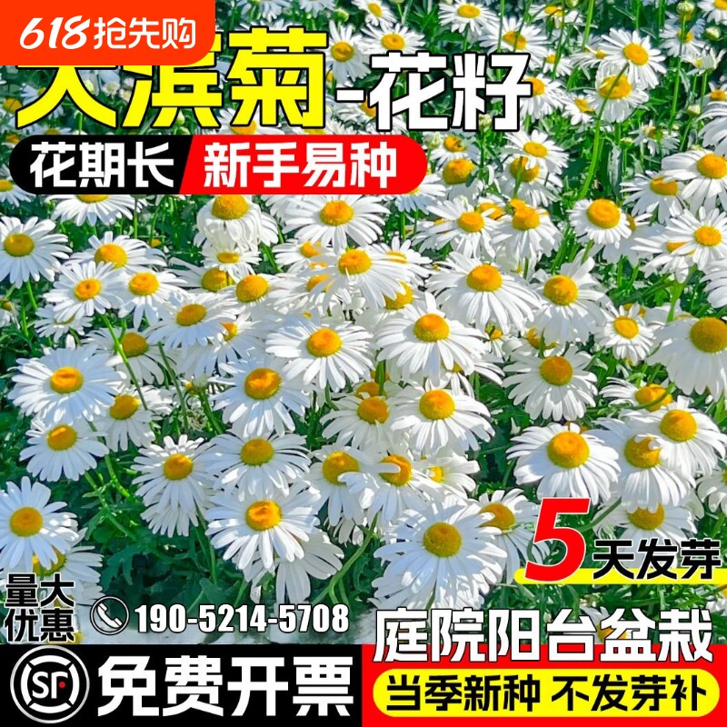 大滨菊种子多年生洋甘菊雏菊 庭院阳台四季播种易活 观赏花卉种籽