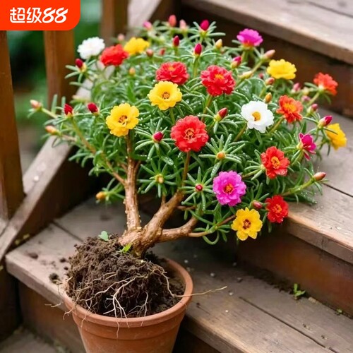 重瓣太阳花老桩多色多季开花植物太阳花苗带根耐寒庭院阳台易养活