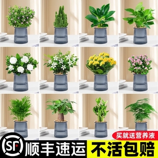绿萝箩植物发财树盆栽绿植花卉办公室内多肉水培好养活客厅桌面