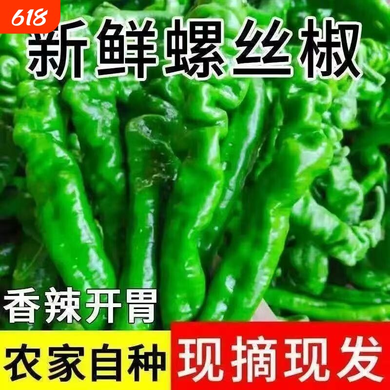 正宗薄皮螺丝椒辣椒新鲜蔬菜青椒皱皮辣椒农家自种现摘批发2斤起