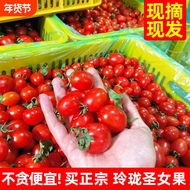 新鲜农家玲珑圣女果现摘