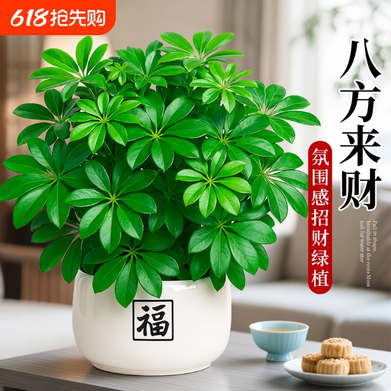 鸭脚木绿植盆栽发财树客厅旺宅室内招财桌面盆景八方来财四季植物