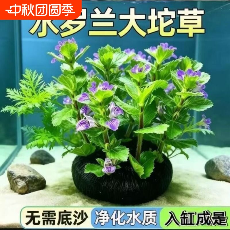 水罗兰水草鱼缸专用绿植图片