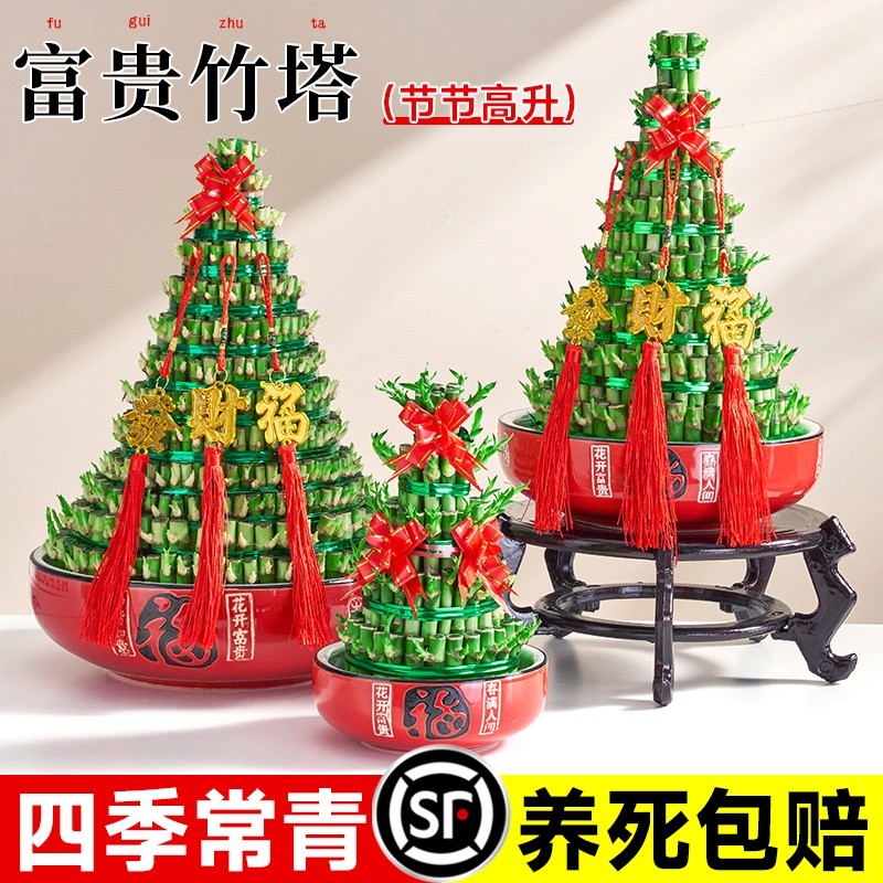 节节高富贵竹水培室内盆栽花卉植物竹塔转运发财竹办公室净化空气