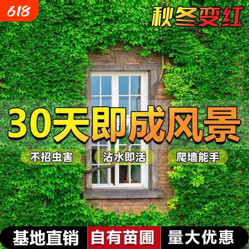 爬墙虎苗三叶五叶爬山虎爬藤植物四季常青不落叶庭院藤蔓花卉盆栽