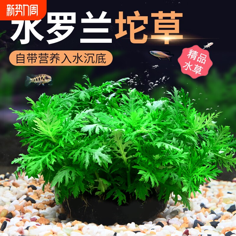 水罗兰坨草大坨水草植物鱼缸造景阴性增氧净水中后景新手淡水培草
