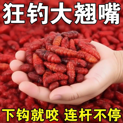 翘嘴专用饵料四季通用专攻大翘嘴野钓黑坑水库江河湖泊爆护通杀饵
