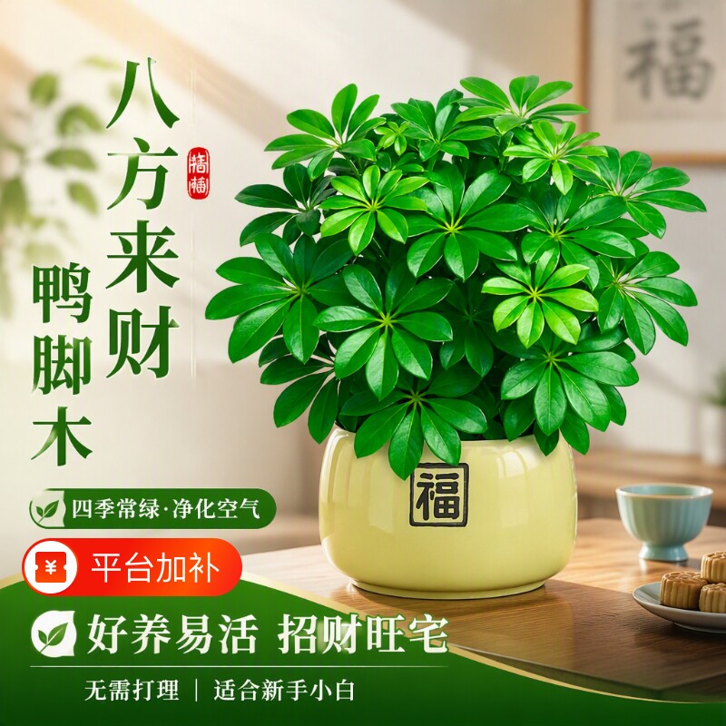 鸭脚木盆栽绿植八方来财植物发财树客厅旺宅室内桌面盆景四季耐阴