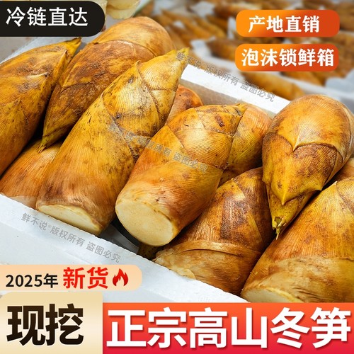 现挖冬笋新鲜正宗两头尖竹笋黄泥拱笋尖农家野生精品大笋5斤蔬菜