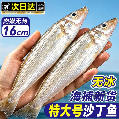 沙丁鱼新鲜冷冻鲜活官方旗舰店海鲜水产烧烤食材无小刺