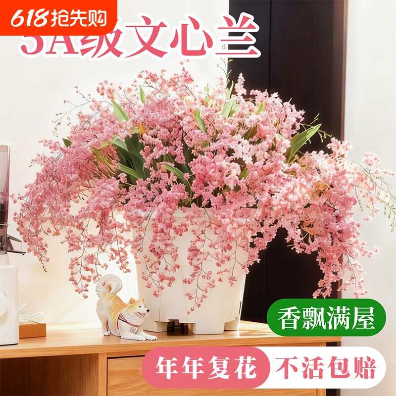 水培香水文心兰梦香兰冬带花苞好养室内盆栽花卉绿植耐阴花期告白