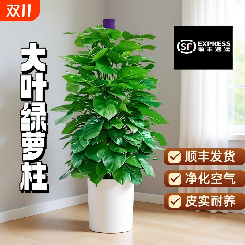 大叶绿萝柱盆栽客厅大型绿植办公室内除甲醛净化空气新房好养绿箩