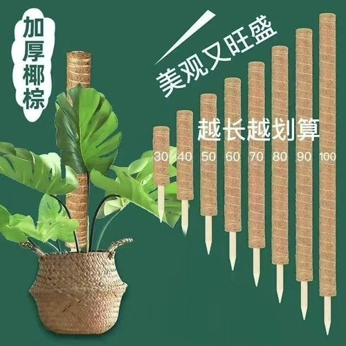 龟背竹支撑杆绿箩攀爬柱椰棕棒