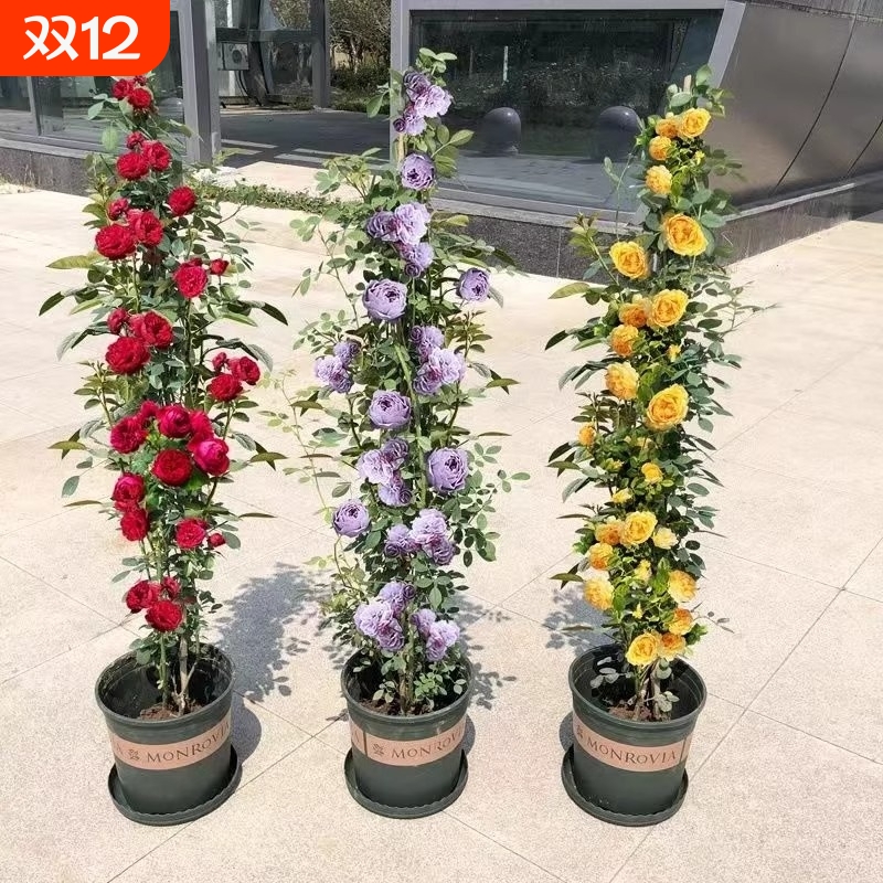 1米6藤本月季蔷薇花苗爬藤绿植物四季开花卉盆栽月季花小苗庭院