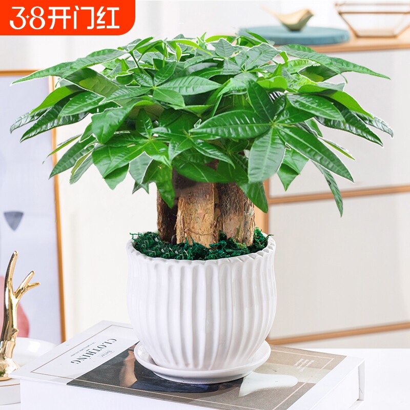 发财树小盆栽花卉绿植物办公室内吸甲醛绿萝文竹水培发财树好养