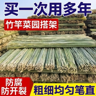 小竹杆爬藤架竹竿菜园搭架豆角竹篱笆栅栏彩旗竹竿子花架围栏竹子