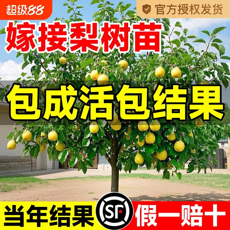 梨树果苗嫁接苗秋月梨树翠冠梨子树苖地栽当年结果梨树苗果树果苗_虎窝淘