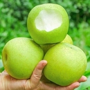 应季 包邮 水果 水果梨子雪梨整箱 河北青皮皇冠梨新鲜当季